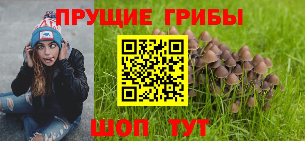 Псилоцибиновые грибы Cubensis Новокубанск